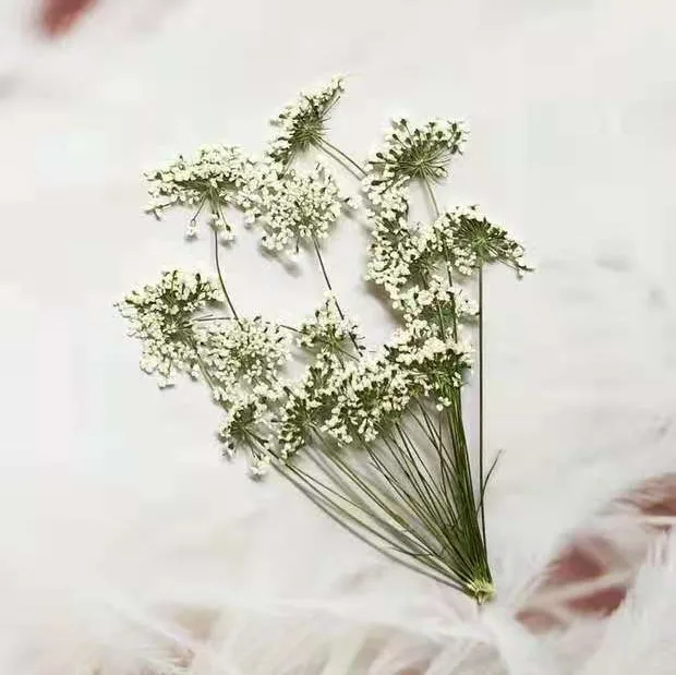5-7cm/12pcs,Snow Tiny Flowers  - Craft Embellishments ulasan dan harga