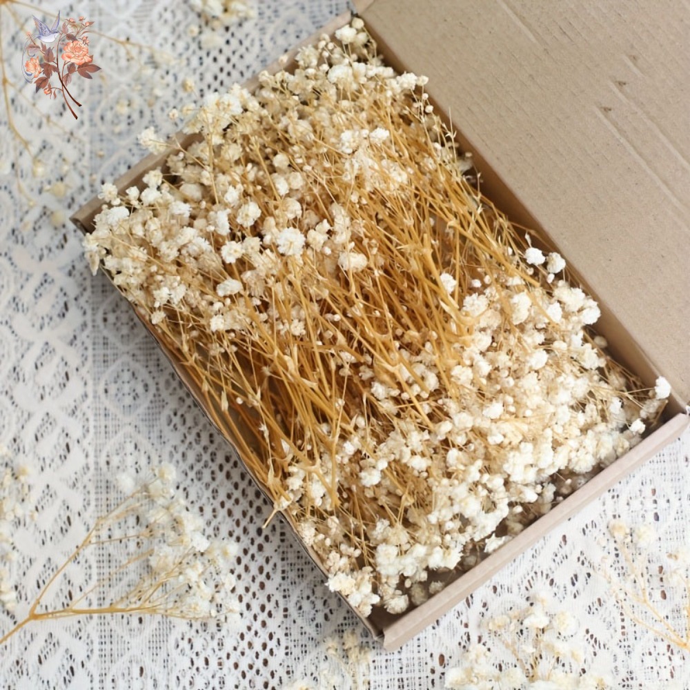 100pcs Mini Dried Baby's Breat - Craft Embellishments ulasan dan harga